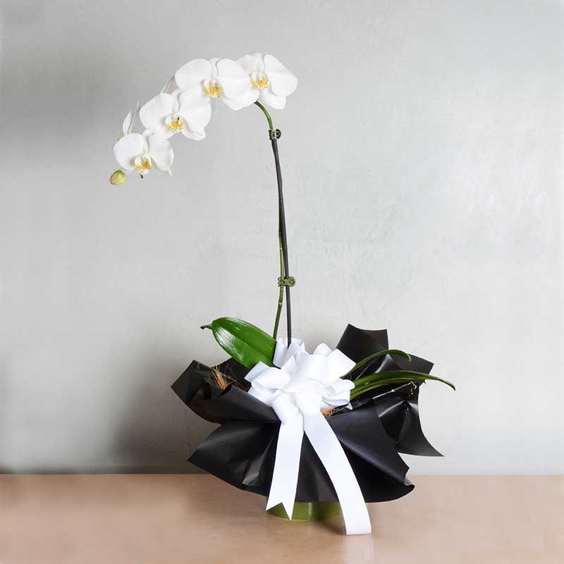 Grandi Orchidee Bianche Phalaenopsis